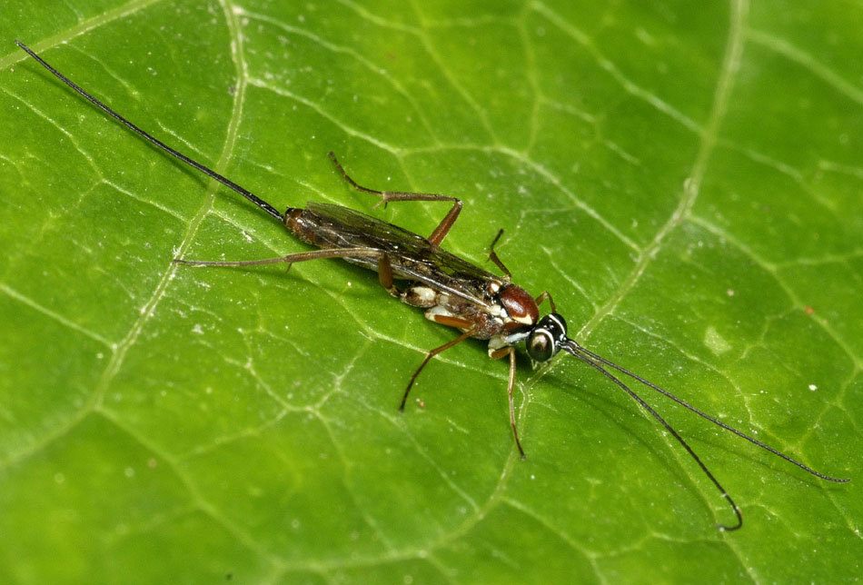 Ichneumonidae: cfr. Lissonota sp.